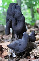 the black saddle cap is contorted and hangs low on the fluted gray stem. Helvella lacunosa.